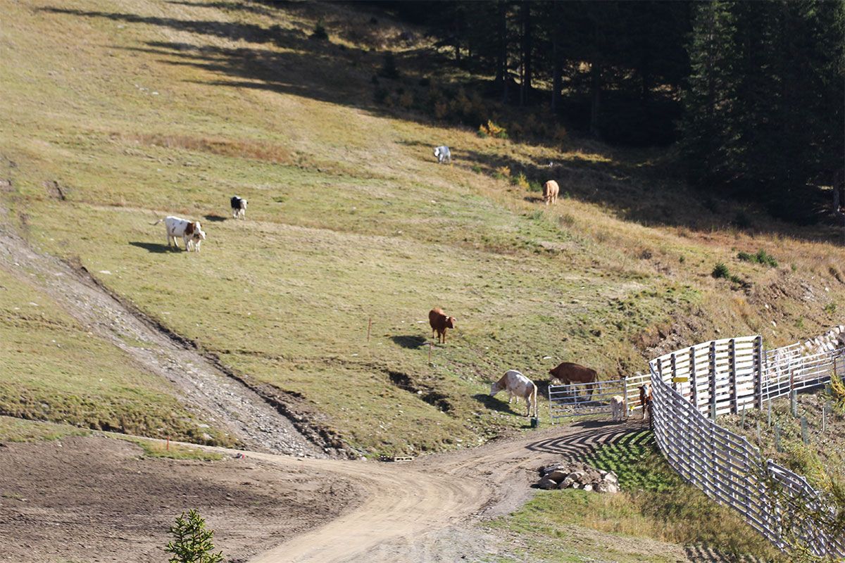 Gamshütte Umgebung im Sommer