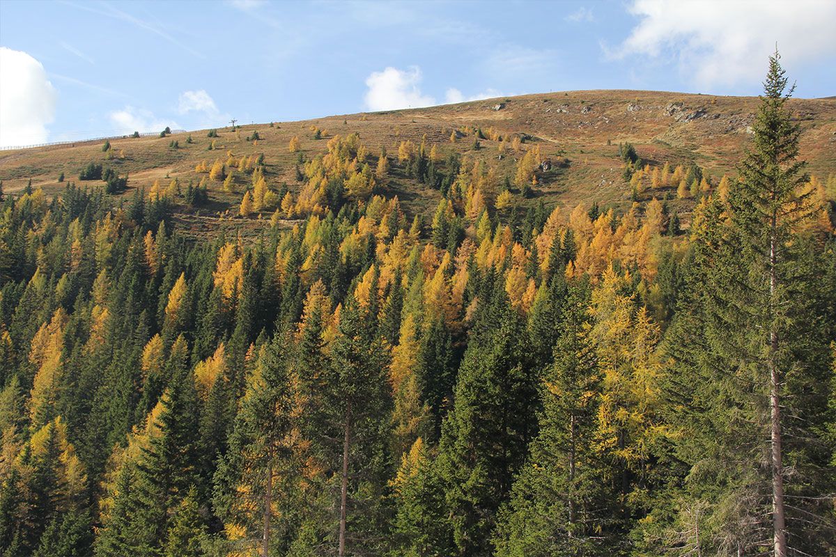Gamshütte Umgebung im Sommer