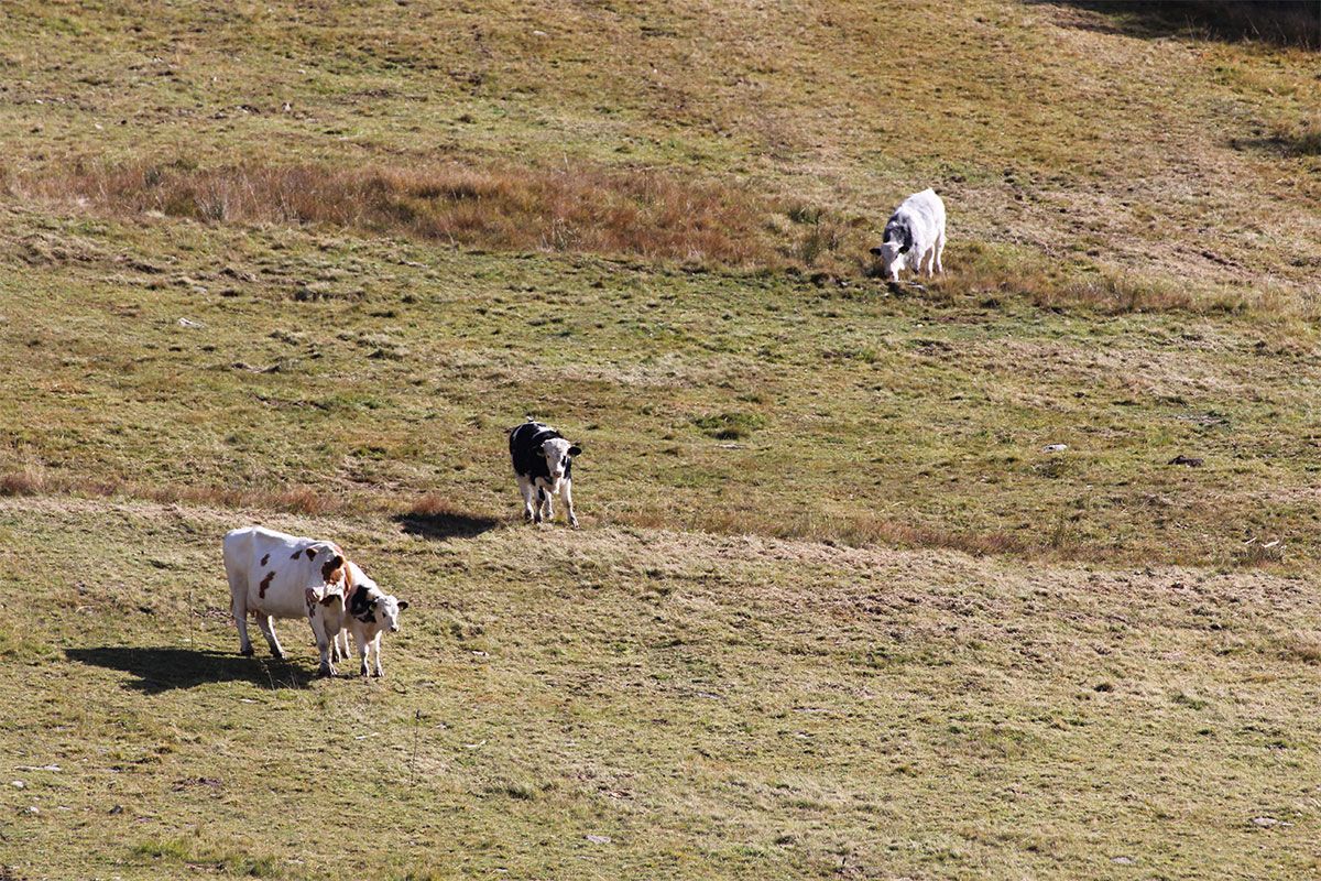 Gamshütte Umgebung im Sommer